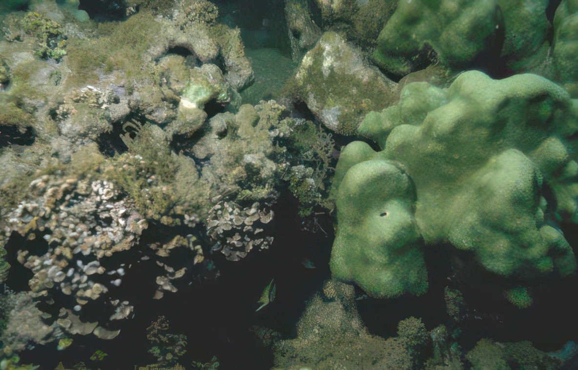 coral reef fish 4 GIGA 2