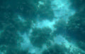 coral reef fish 5 GIGA 2