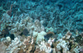 coral reef fish 7 GIGA 2