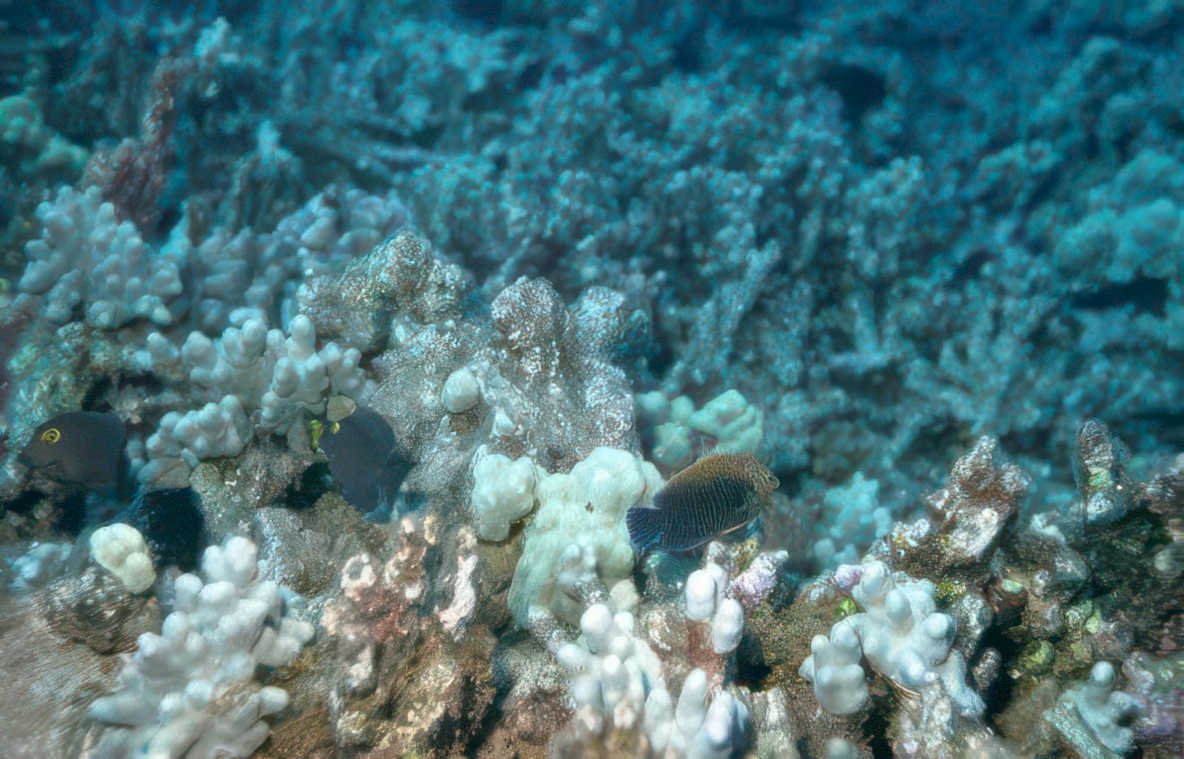 coral reef fish 7 GIGA 2