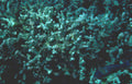 coral reef fish 8 GIGA 2