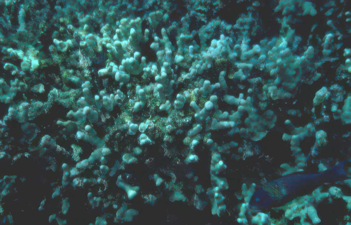 coral reef fish 8 GIGA 2