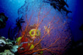 coral reef keys1980s 1990s A4 Photo Print