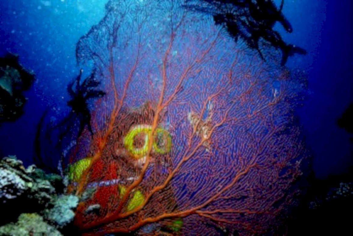 coral reef keys1980s 1990s A4 Photo Print