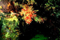 coral reef red1980s 1990s A4 Photo Print