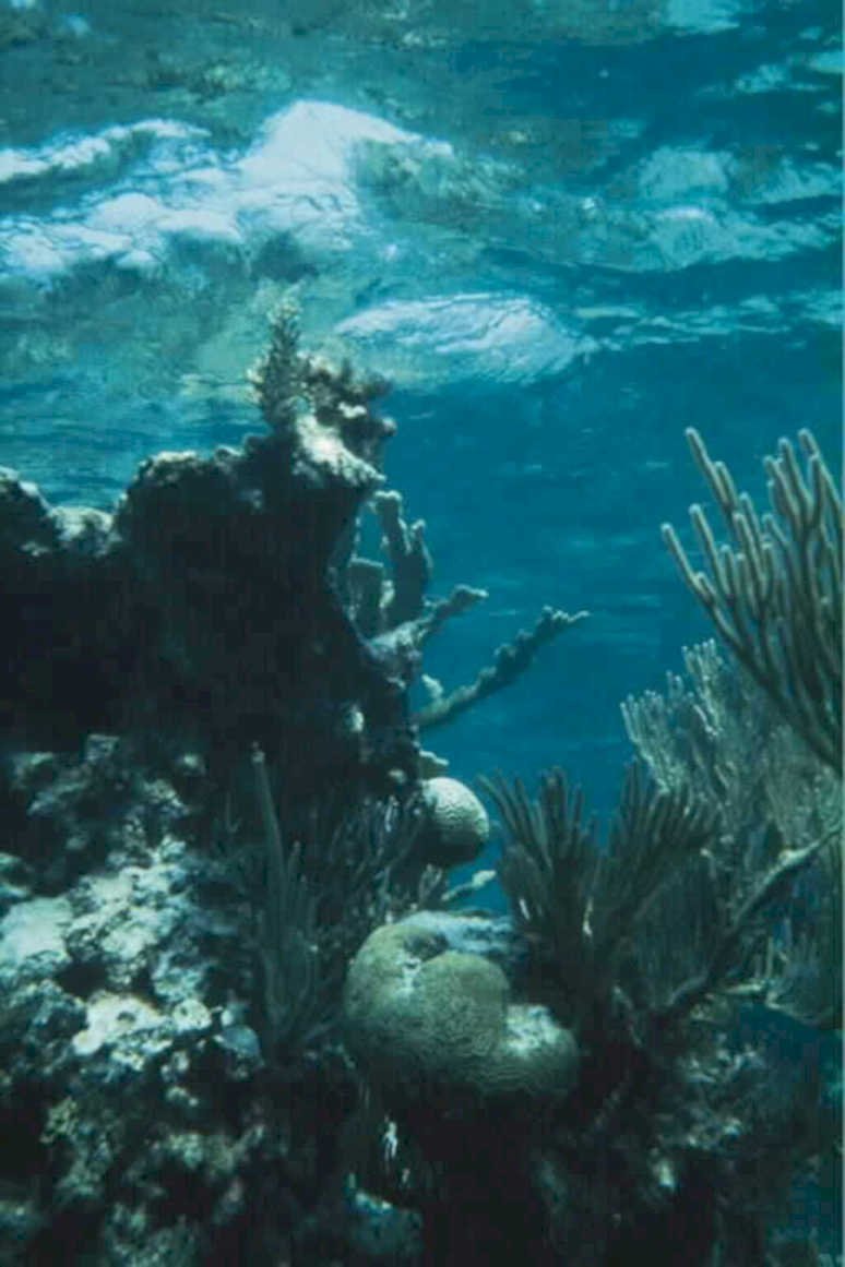 coral reef scene 11980s 1990s A4 Photo Print 42