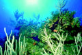 coral reef scene 11980s 1990s A4 Photo Print
