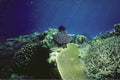 coral reef scene 21980s 1990s A4 Photo Print 42