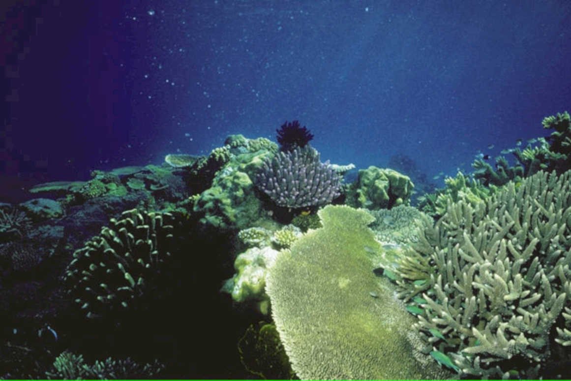coral reef scene 21980s 1990s A4 Photo Print 42