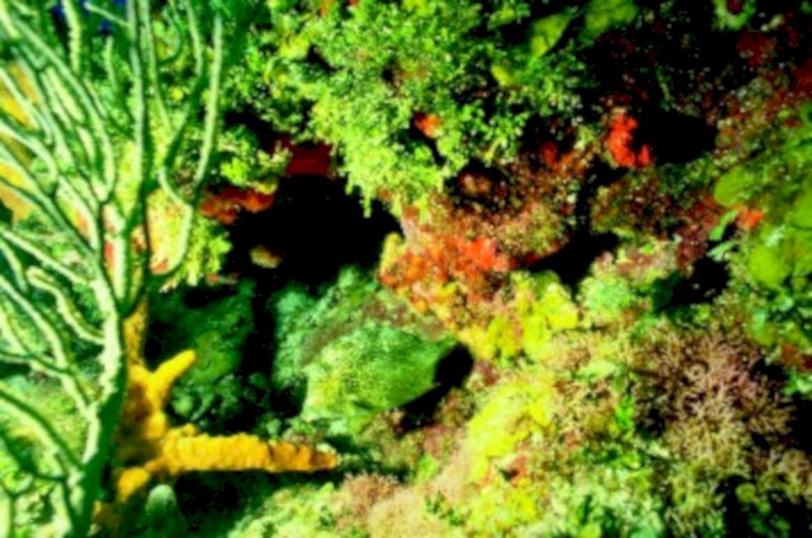 coral reef scene 21980s 1990s A4 Photo Print