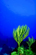 coral reef scene 31980s 1990s A4 Photo Print