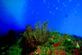 coral reef scene 41980s 1990s A4 Photo Print