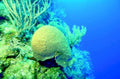 coral reef sponge1980s 1990s A4 Photo Print