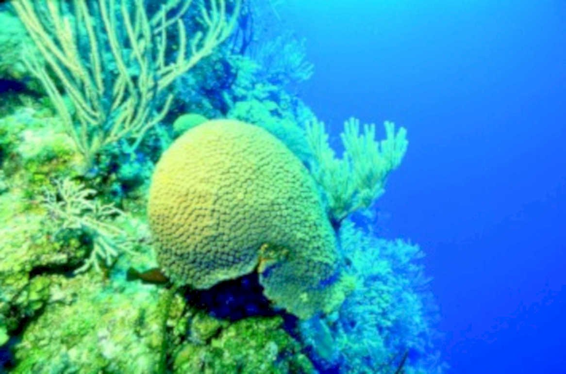 coral reef sponge1980s 1990s A4 Photo Print