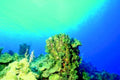 coral reef turquoise1980s 1990s A4 Photo Print