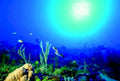 coral reef turtle1980s 1990s A4 Photo Print