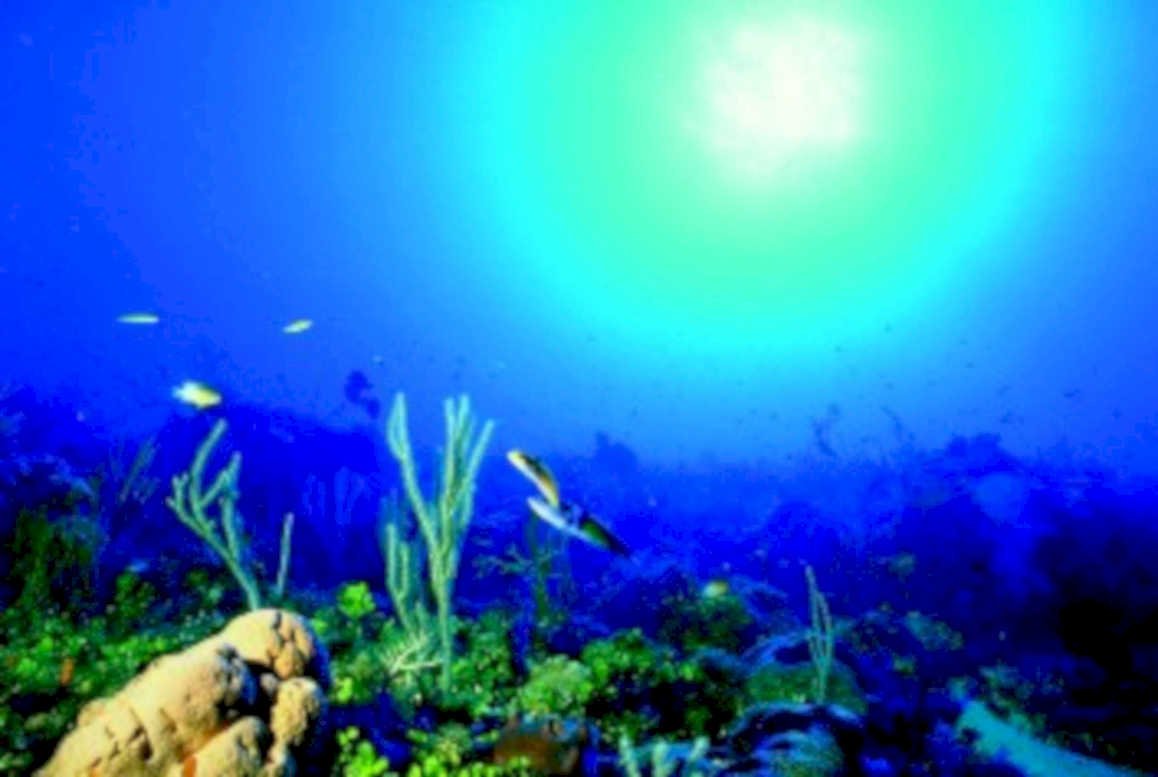 coral reef turtle1980s 1990s A4 Photo Print