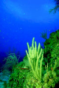 coral reef underwater1980s 1990s A4 Photo Print