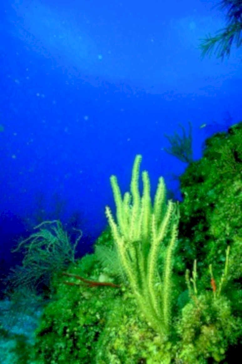 coral reef underwater1980s 1990s A4 Photo Print