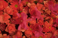 coral roses gerbera 1980s 1990s A4 Photo Print