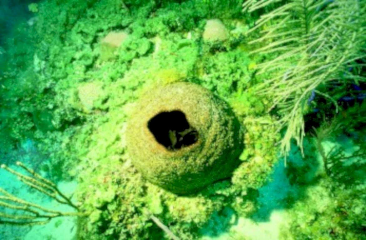 coral sponge reef1980s 1990s A4 Photo Print