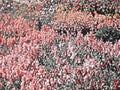 coralaggregate redblack beach1980s 1990s A4 Photo Print