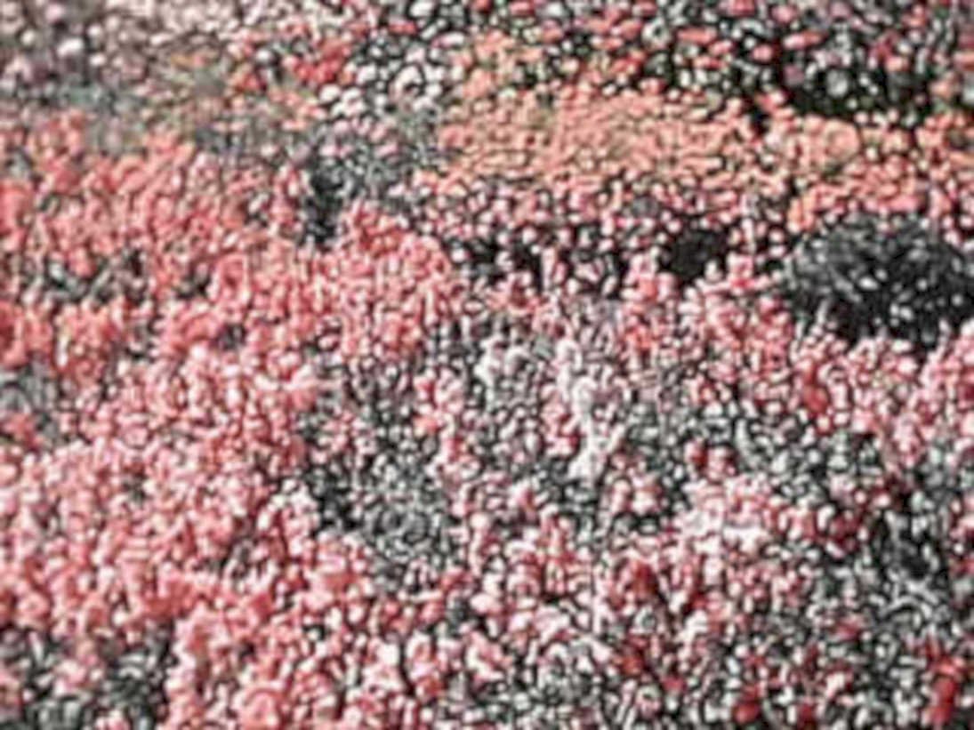 coralaggregate redblack beach1980s 1990s A4 Photo Print
