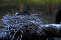 cormorant nest everglades1980s 1990s A4 Photo Print