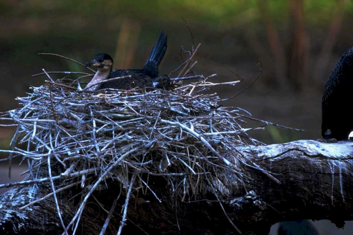 cormorant nest everglades1980s 1990s A4 Photo Print