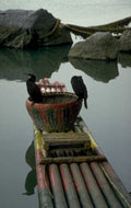 cormorant raft mekong 1980s 1990s A4 Photo Print