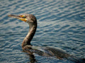 cormorant water puget1980s 1990s A4 Photo Print