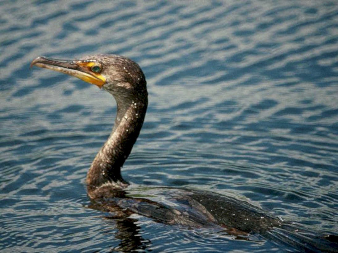 cormorant water puget1980s 1990s A4 Photo Print