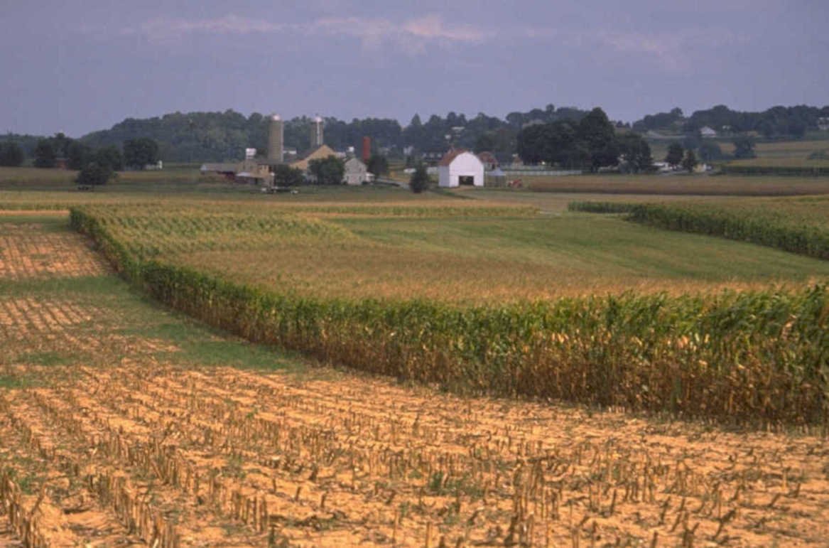 corn fields farmland 1980s 1990s A4 Photo Print