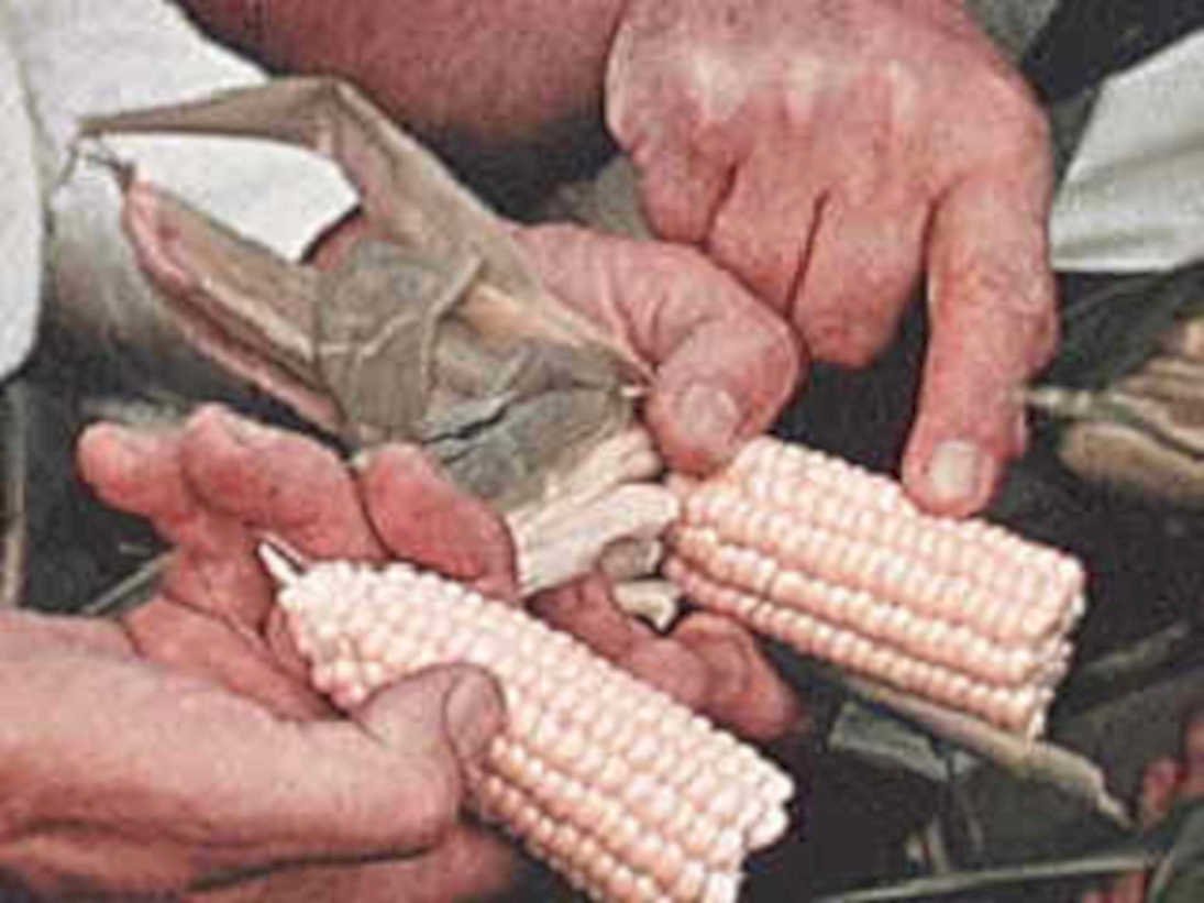 corn husking ears1980s 1990s A4 Photo Print