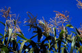cornfield tassels bluesky1980s 1990s A4 Photo Print
