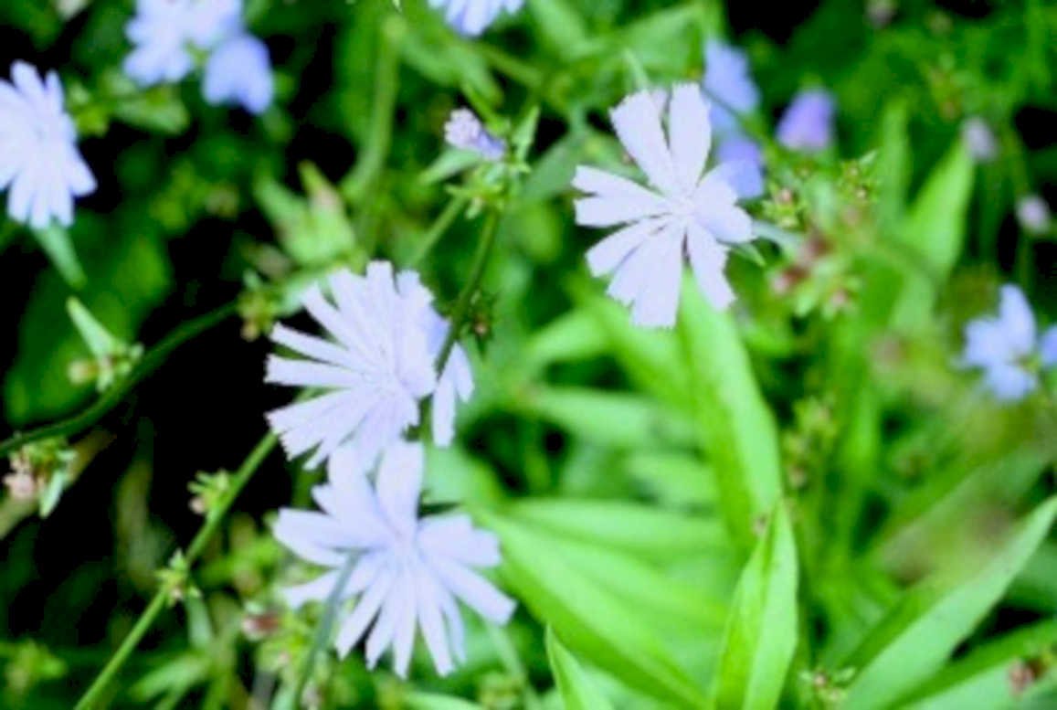 corydalis flowers wildflowers1980s 1990s A4 Photo Print