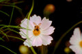 cosmos flower bee1980s 1990s A4 Photo Print