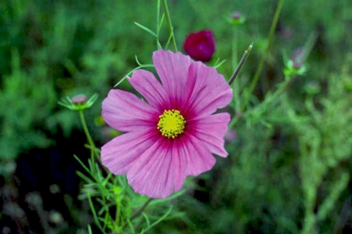 cosmos flower pink1980s 1990s A4 Photo Print