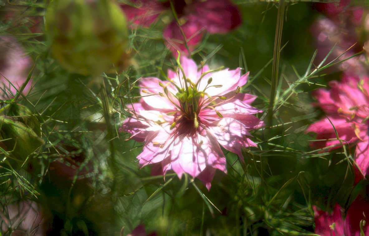 cosmos flowers bloom Vintage A4 Photo Print