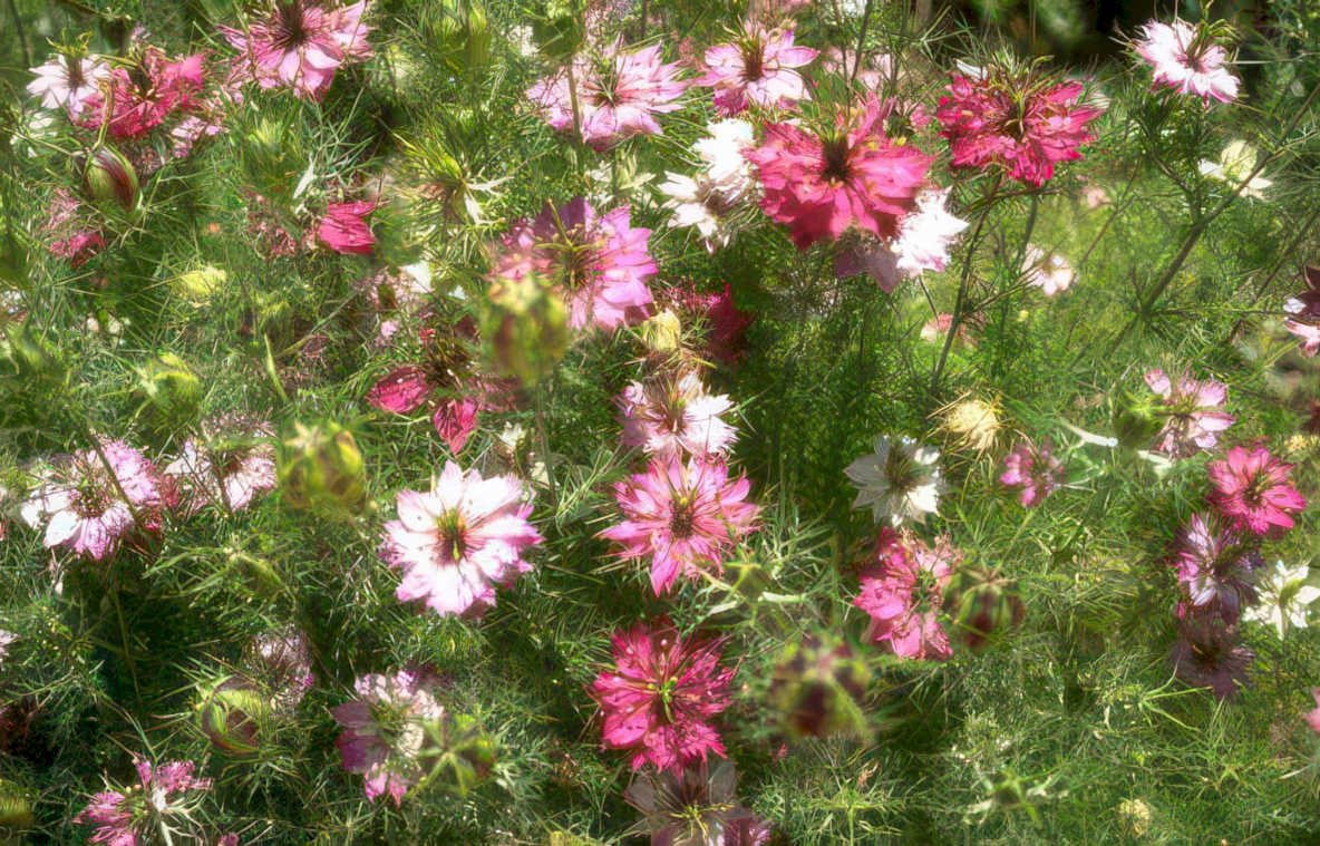cosmos flowers garden Vintage A4 Photo Print