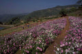 cosmos flowers hills 1980s 1990s A4 Photo Print