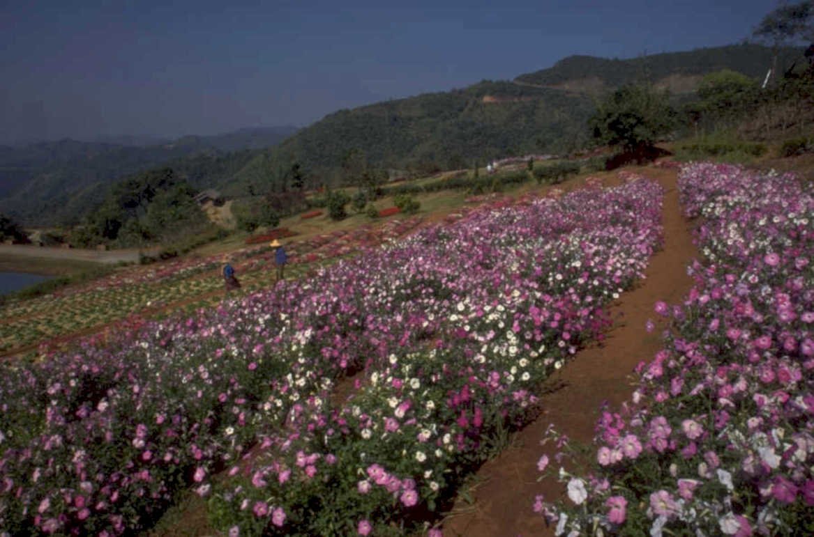 cosmos flowers hills 1980s 1990s A4 Photo Print