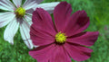 cosmos flowers purple Vintage A4 Photo Print