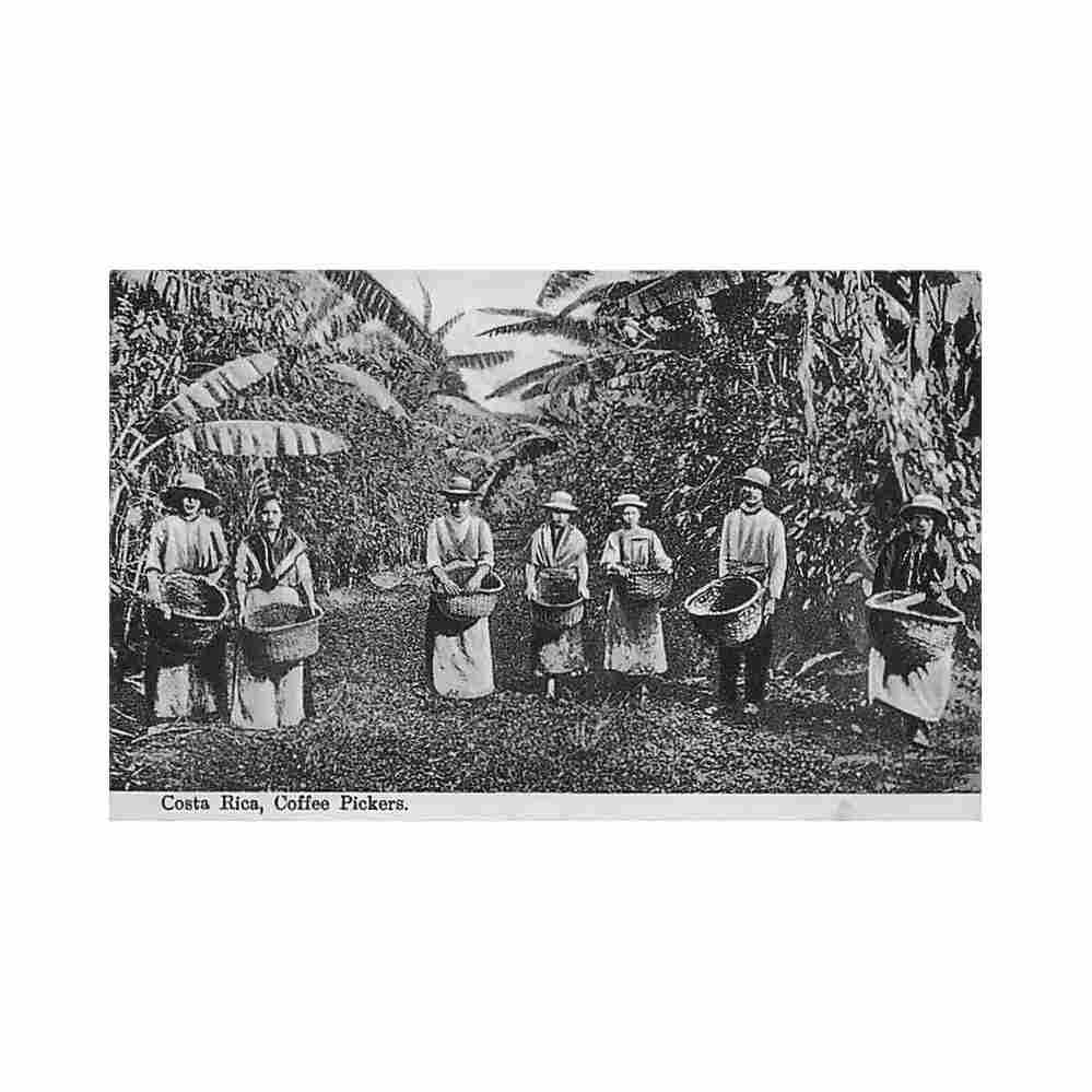 costa rica coffee pickers f gordon Vintage A4 Photo Print