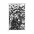 costa rica cogedor de cafe unknwon Vintage A4 Photo Print