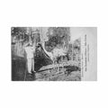 cote d ivoire autruches parquees ed eug aubert Vintage A4 Photo Print