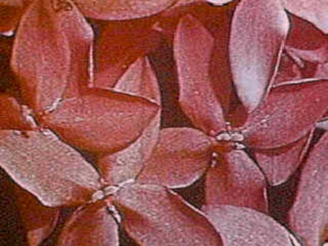 cotoneaster dartmouthrose leaves1980s 1990s A4 Photo Print