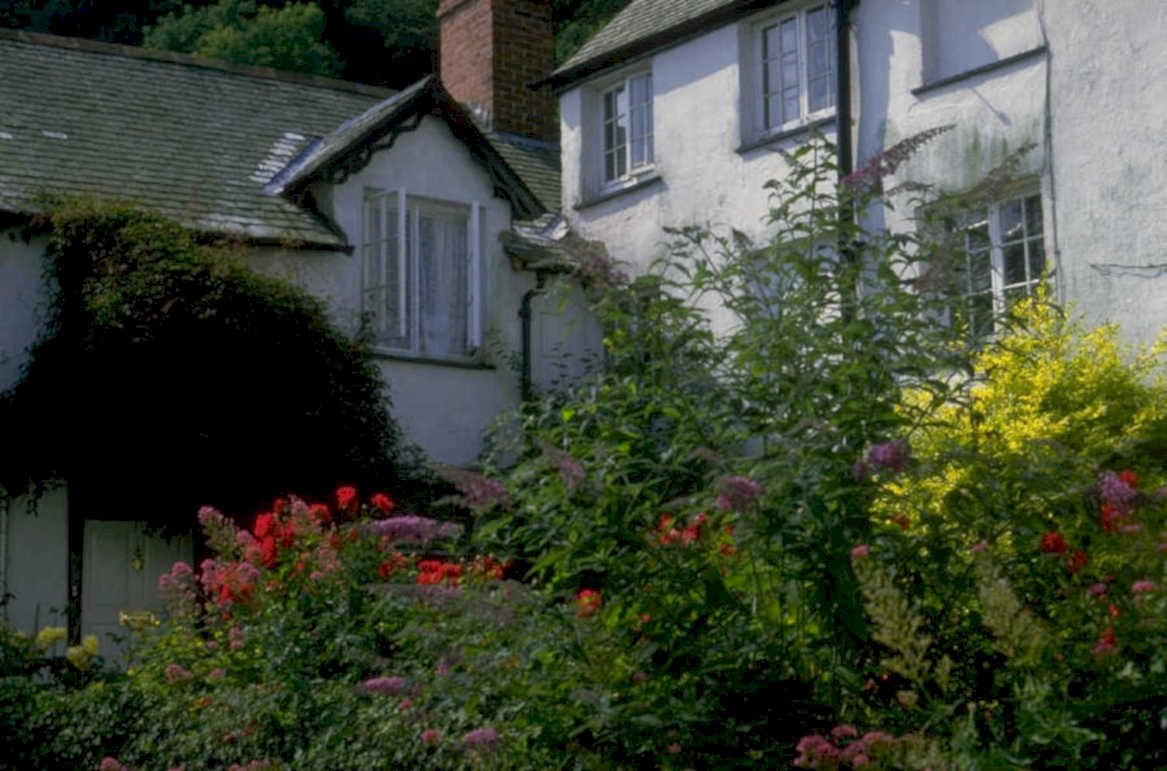 cottage garden roses 2 1980s 1990s A4 Photo Print