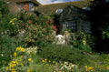 cottage rose arbor 1980s 1990s A4 Photo Print