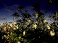 cotton evening plants1980s 1990s A4 Photo Print